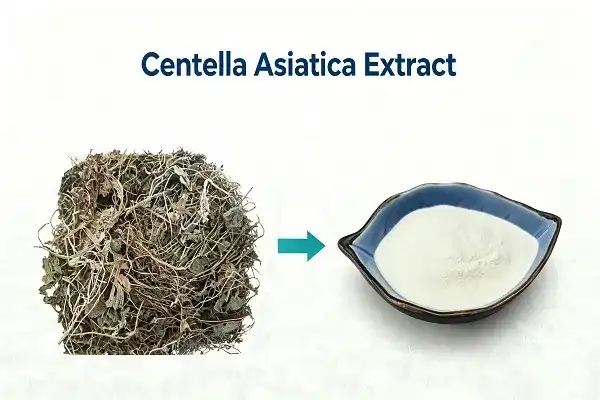 How are total triterpenes extracted from Centella asiatica
